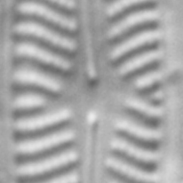 Navicula cryptotenella LM7