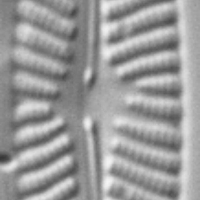 Navicula cryptotenella LM8