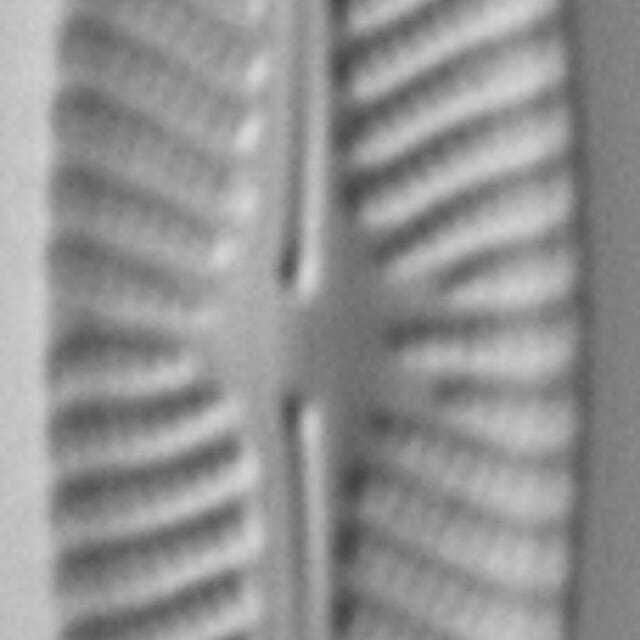 Navicula cryptotenella LM9