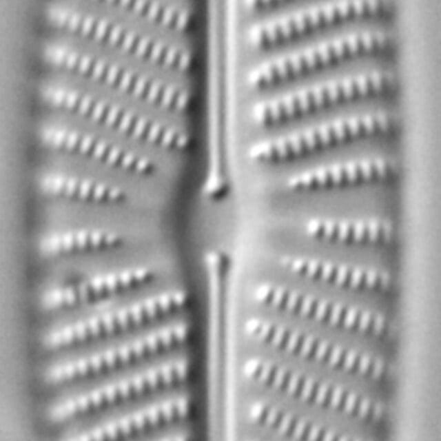 Navicula Peregrinopsis LM2