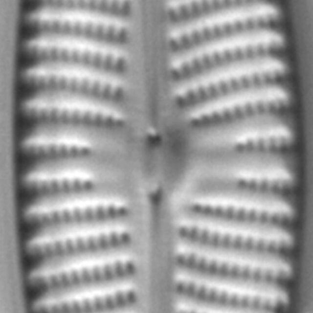 Navicula Peregrinopsis LM3