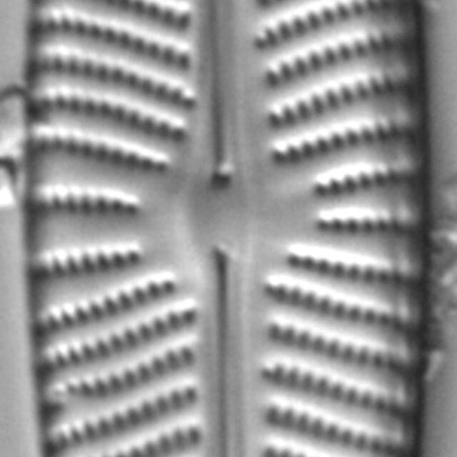 Navicula Peregrinopsis LM4