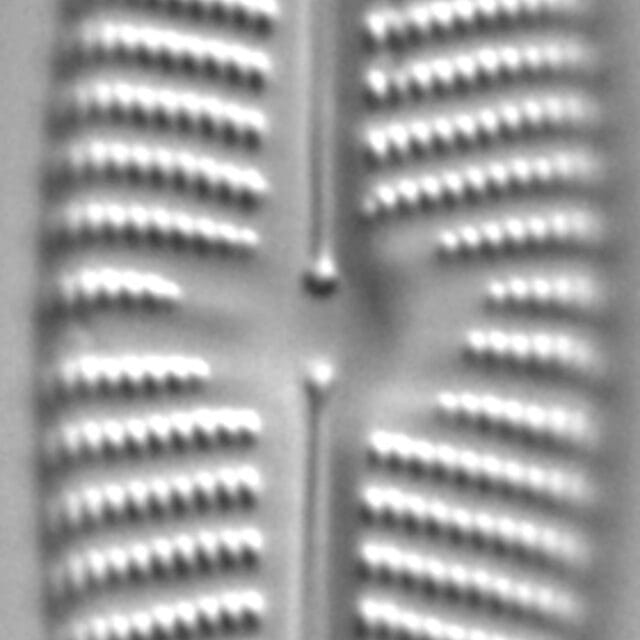 Navicula Peregrinopsis LM7