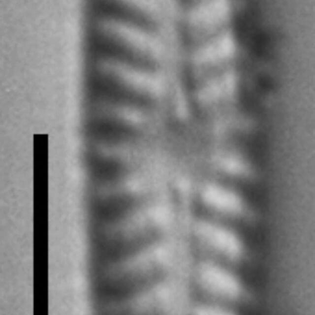 Navicula Pseudotenelloides ANSP GC8119 B 008