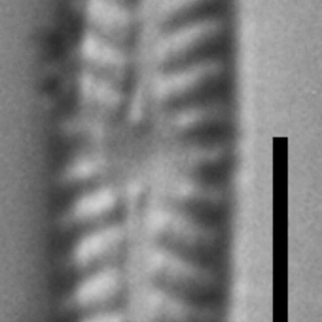 Navicula pseudotenelloides LM7