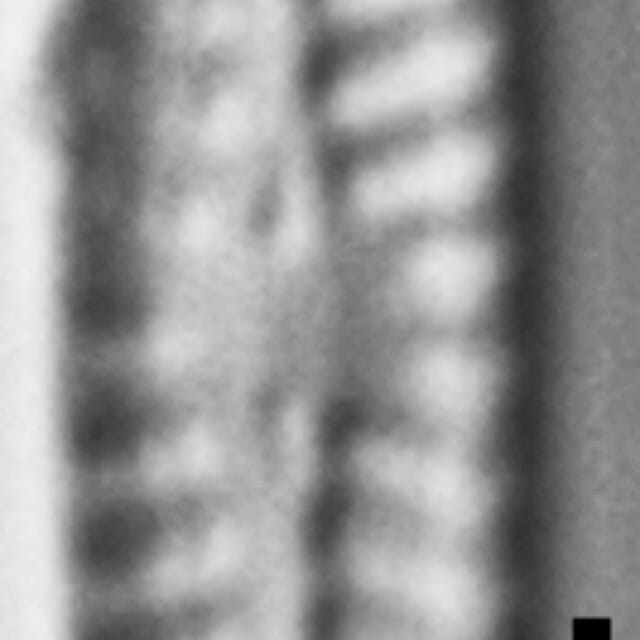 Navicula pseudotenelloides LM1