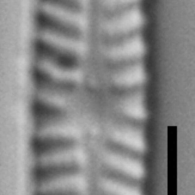 Navicula pseudotenelloides LM2