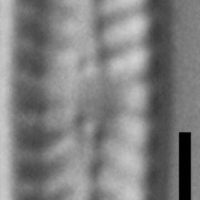 Navicula pseudotenelloides LM3