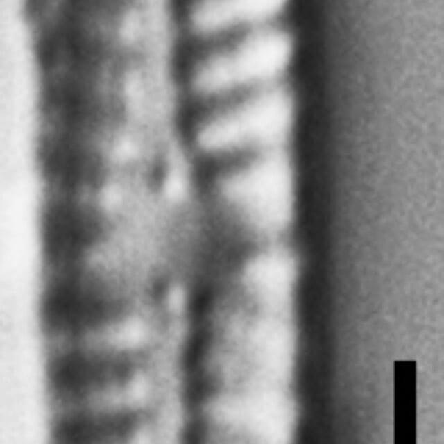 Navicula pseudotenelloides LM5