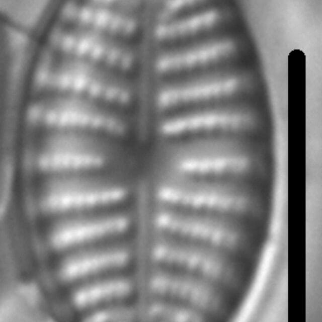 Navicula cascadensis LM3