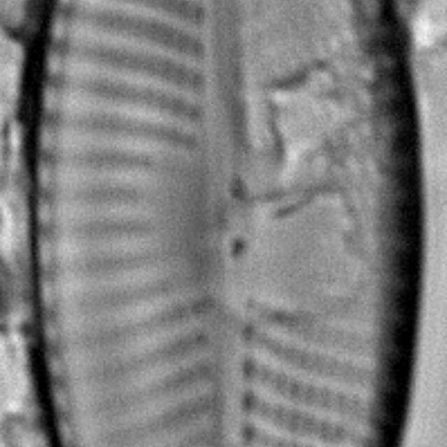 Navicula elsoniana LM6