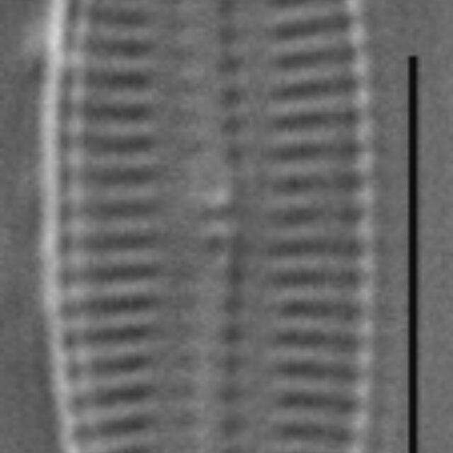 Navicula hodgeana LM2