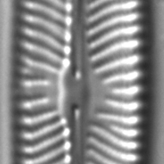 Navicula margalithii LM6