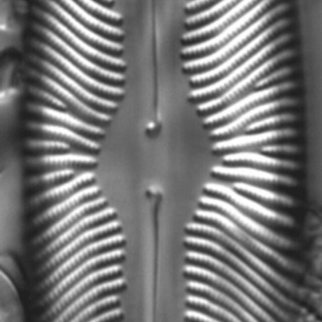 Navicula subwalkeri LM7