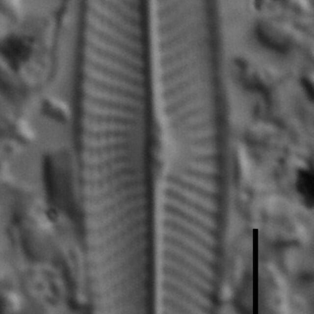 Navicula symmetrica LM8