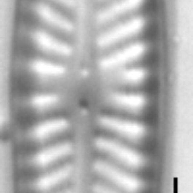 Navicula seibigiana LM10