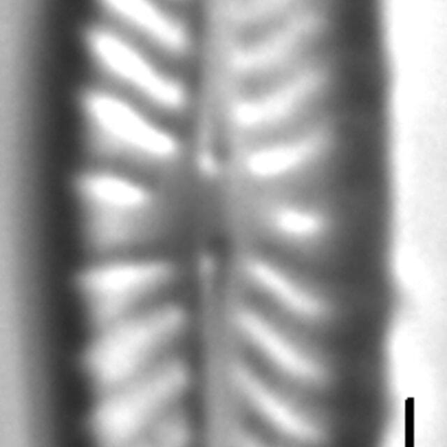 Navicula seibigiana LM9