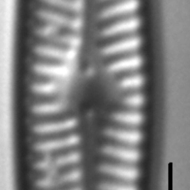 Navicula trilatera LM9