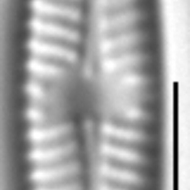 Navicula trilatera LM5