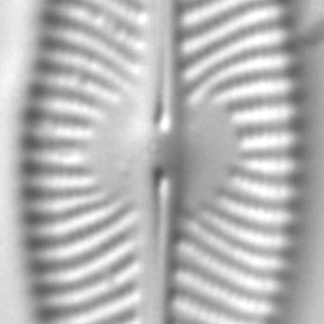 Navicula caroliniae LM3