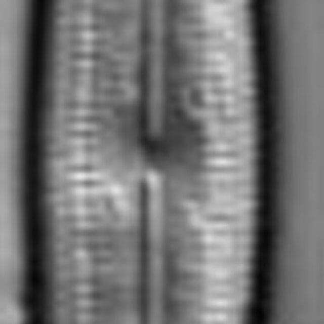 Neidiopsis hamiltonii LM2