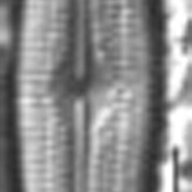 Neidiopsis hamiltonii LM6