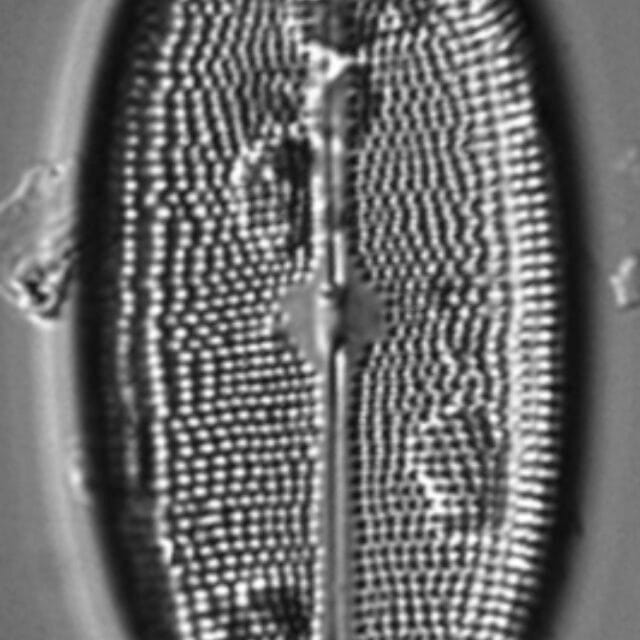Neidium amphigomphus LM1