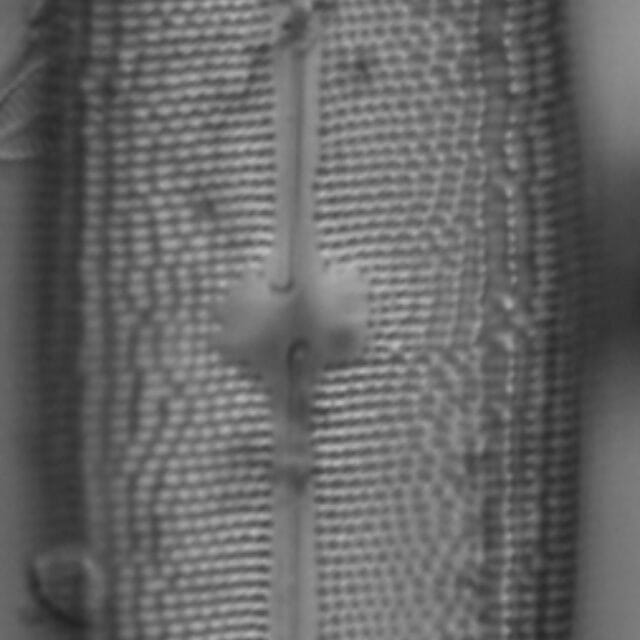 Neidium amphigomphus LM2