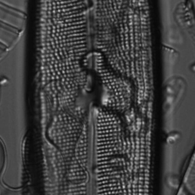 Neidium amphigomphus LM3