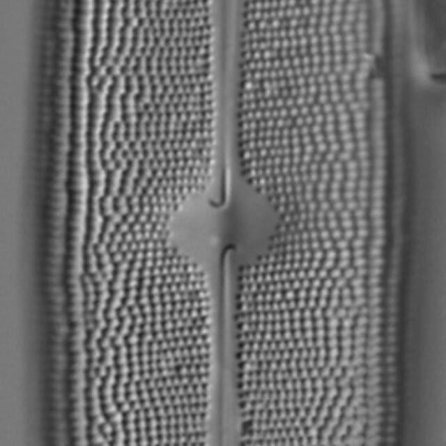 Neidium amphigomphus LM4