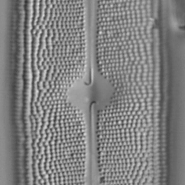 Neidium amphigomphus LM3