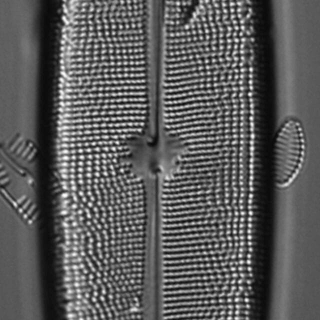 Neidium amphigomphus LM5