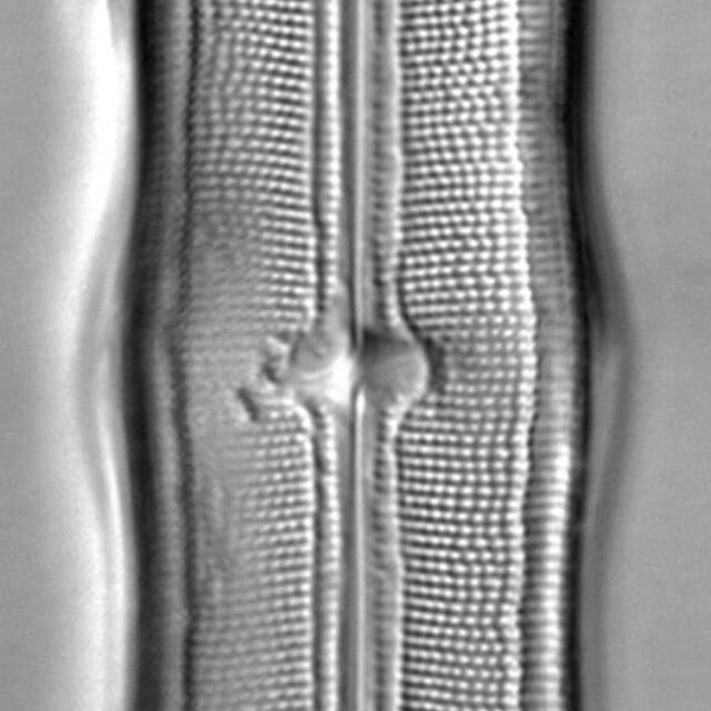 Neidium hitchcockii LM4