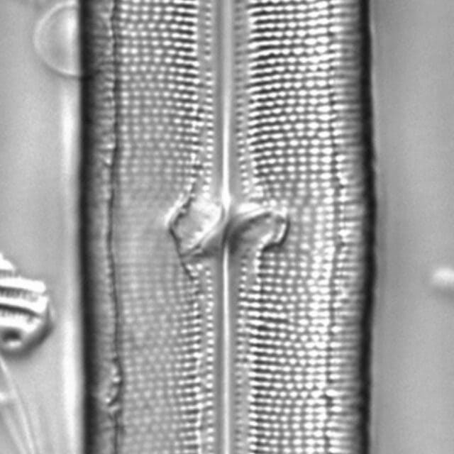 Neidium hitchcockii LM3