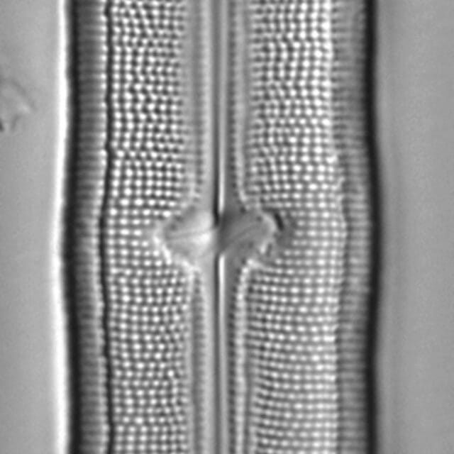 Neidium hitchcockii LM1