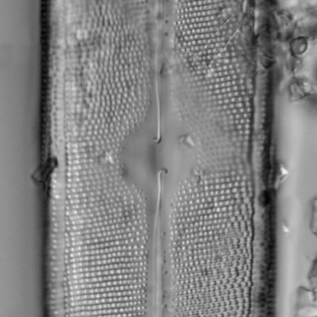 Neidium iridis LA1 SED249 05