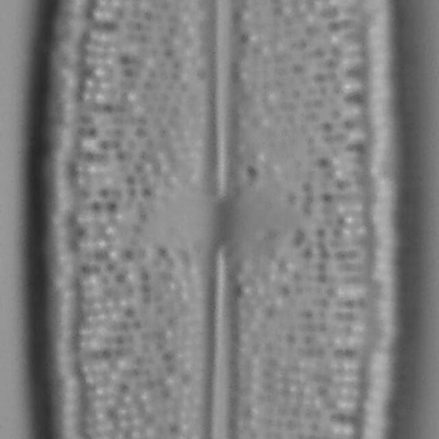 Neidium Productum Lm2