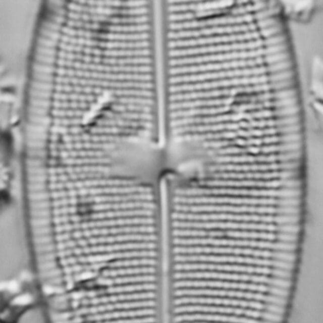 Neidium pseudodensestriatum LM3