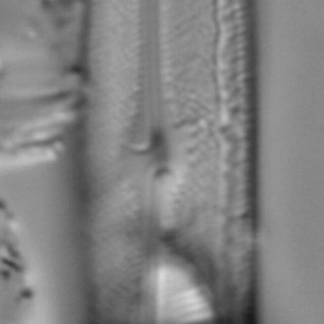 Neidium hercynicum LM1