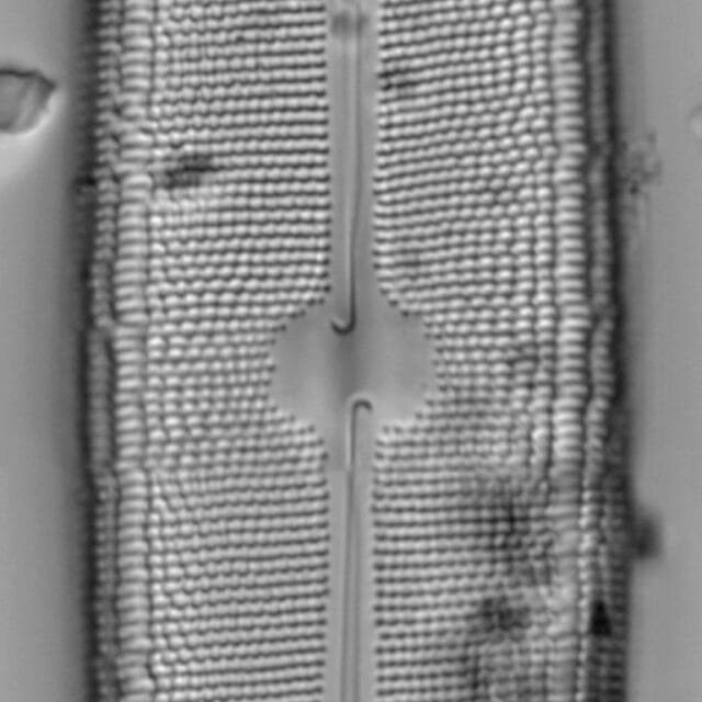 Neidium amphigomphus LM4