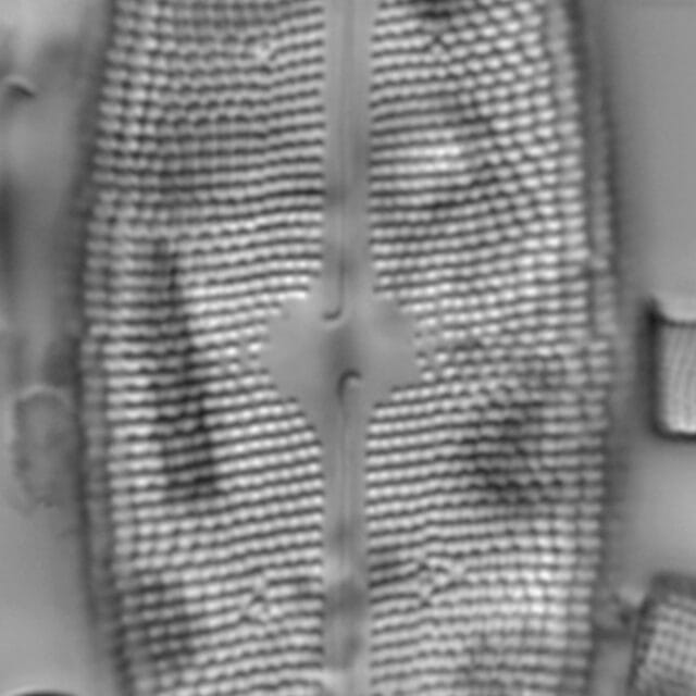 Neidium amphigomphus LM1