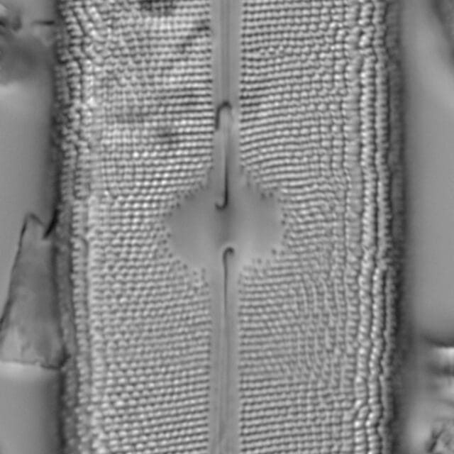 Neidium amphigomphus LM6