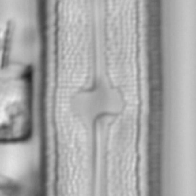 Neidium bisulcatum LM1