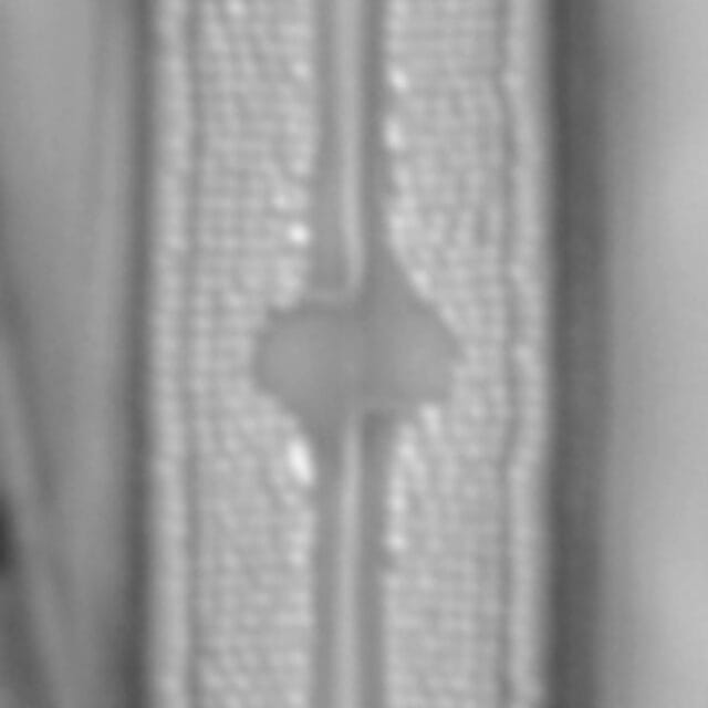 Neidium bisulcatum LM3