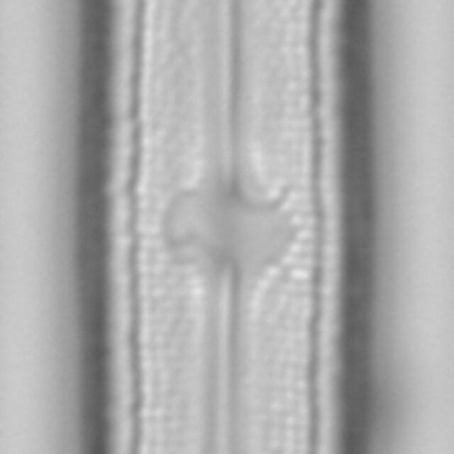 Neidium bisulcatum LA15 4