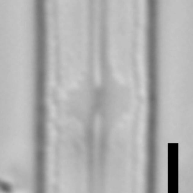 Neidium capsulare LA02 1