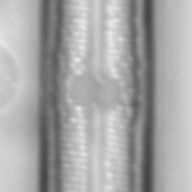 Neidium capsulare LA15 3