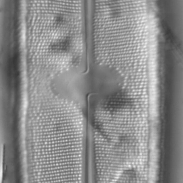 Neidium rugosum 1 NPS 13387b