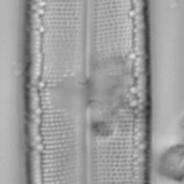 Neidium sp2 1 LA 02 a