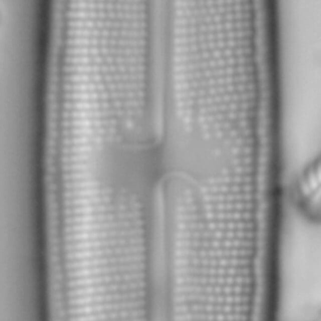 Neidium sp2 3 LA 02 c